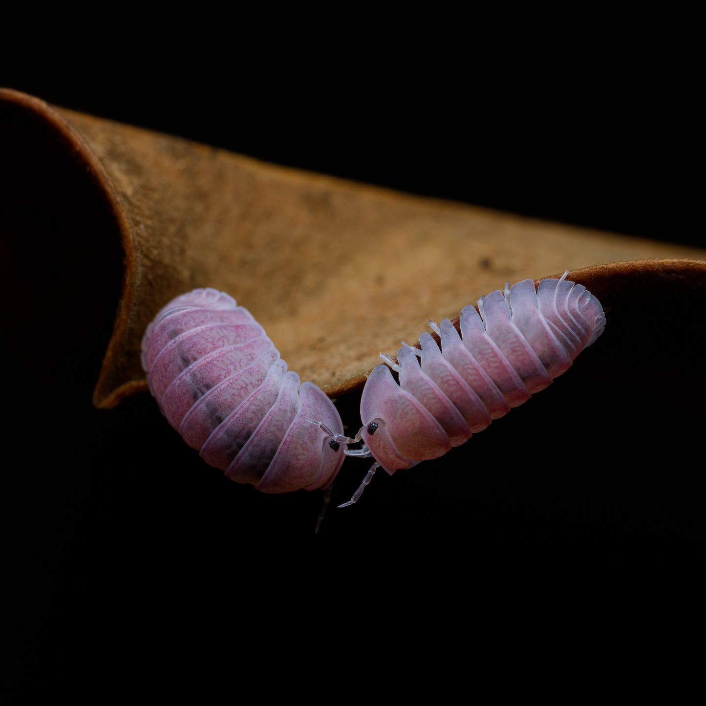 Cubaris sp "Cherry Blossom"