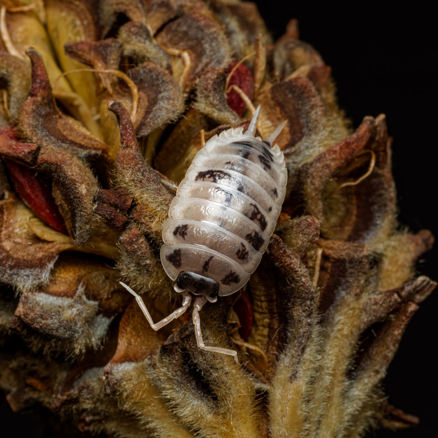 Porcellio laevis "Dairy Cow"