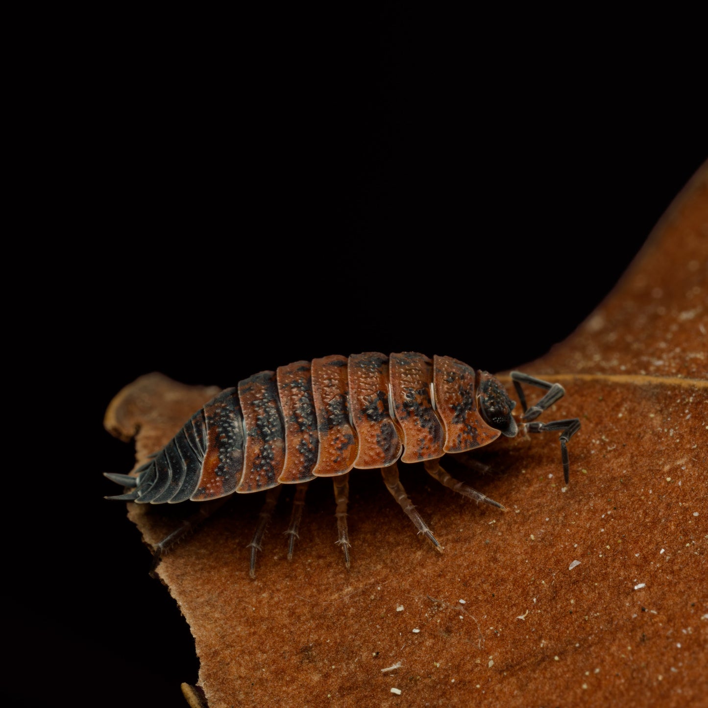 Porcellio scaber "Lava"