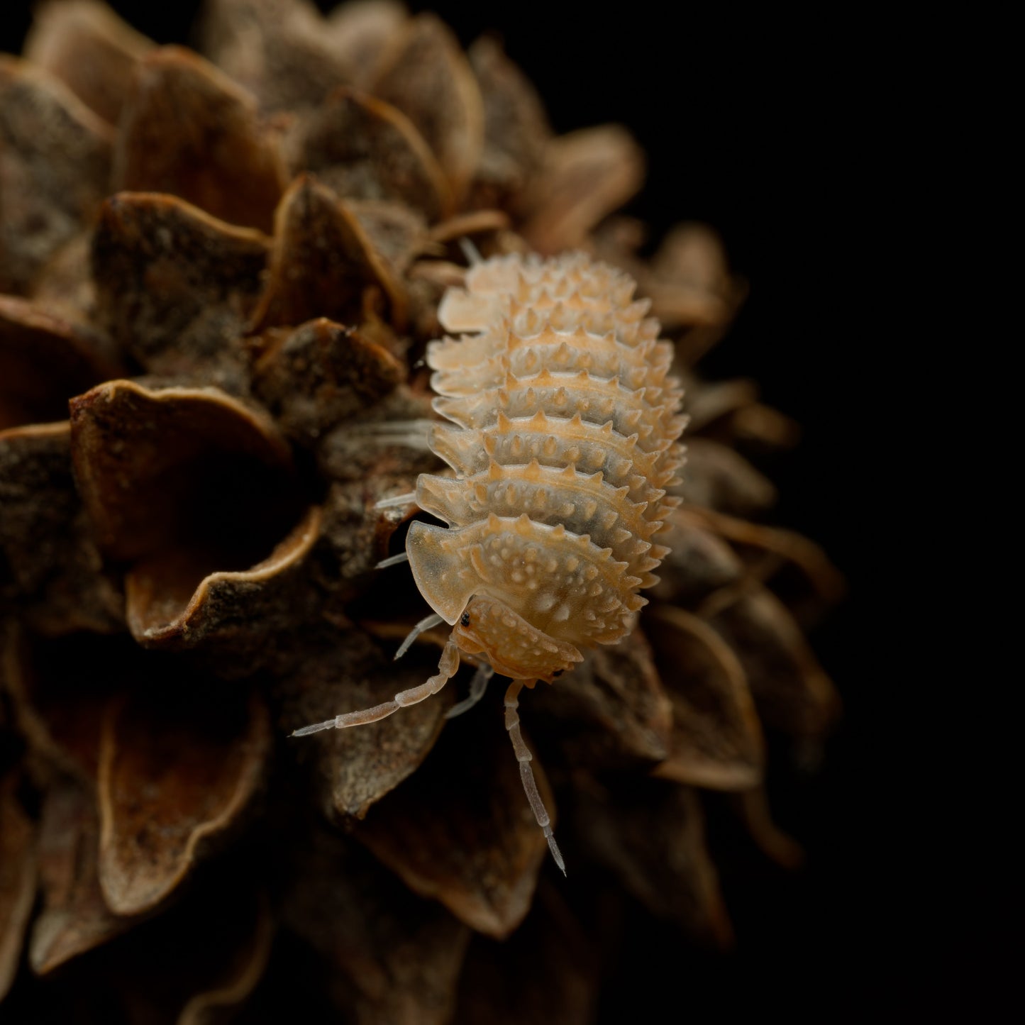 Cristarmadillidium muricatum "Pineapple Spiky"