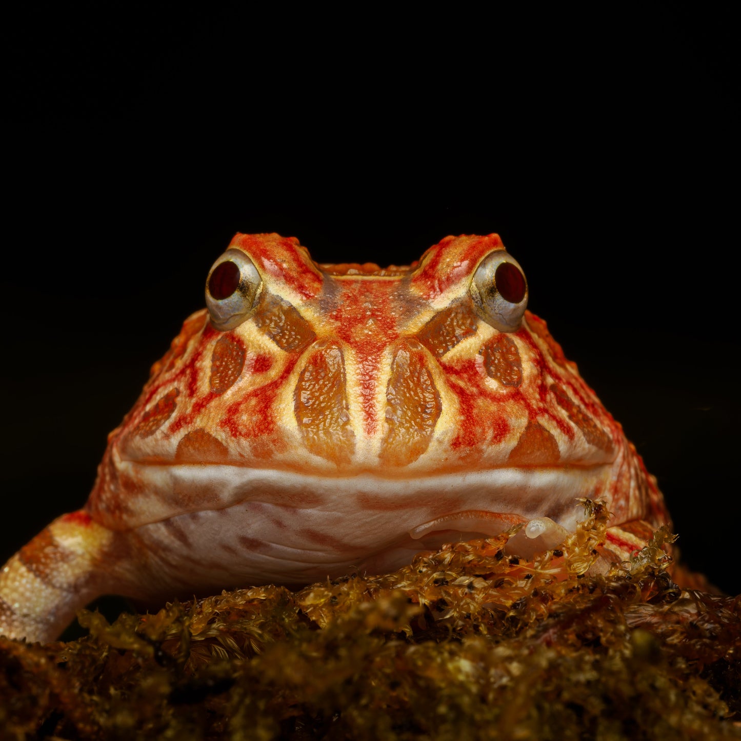 Ceratophrys cranwelli "Strawberry"