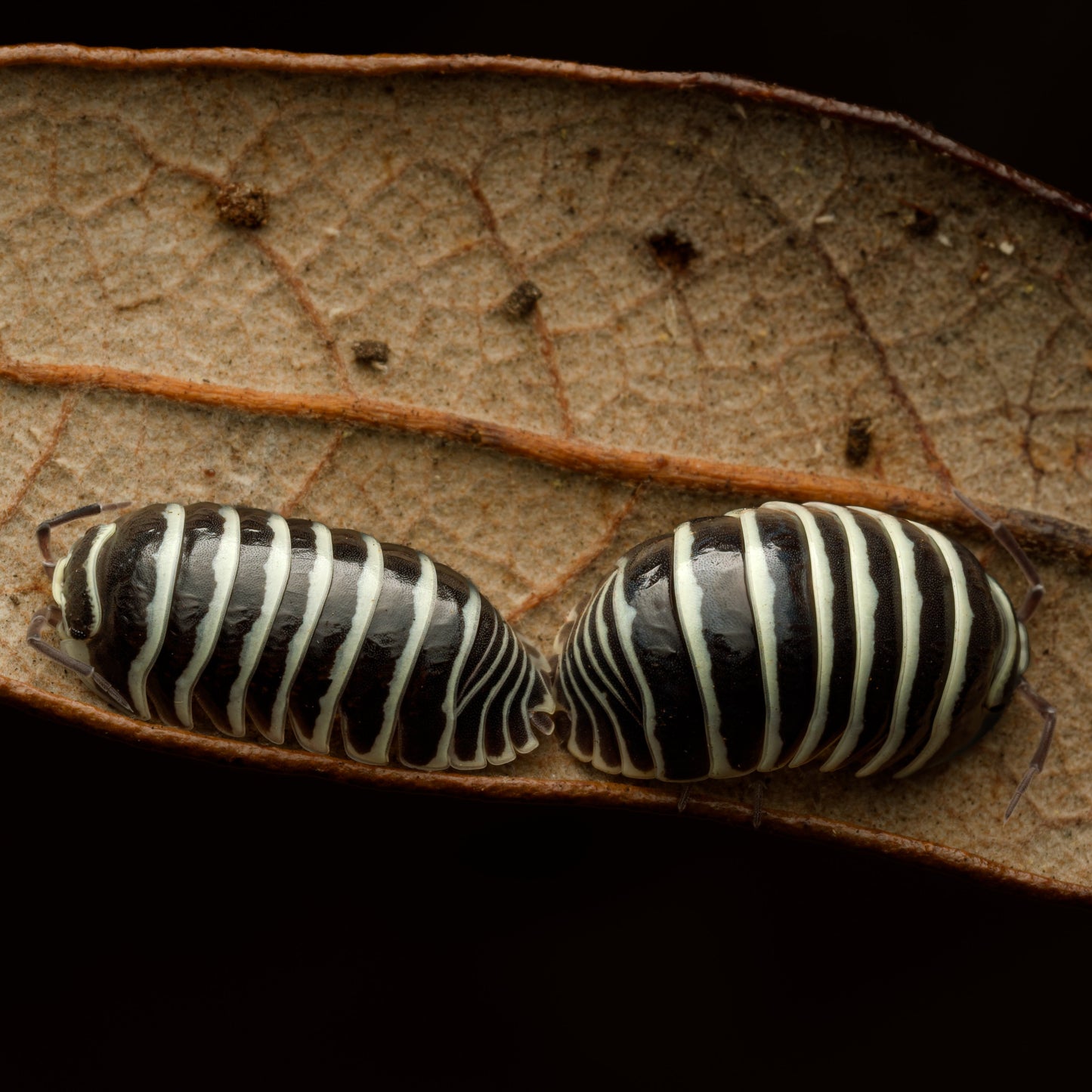 Armadillidium maculatum "Zebra"
