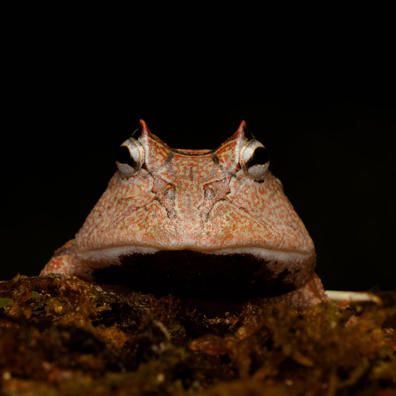 Amphibians