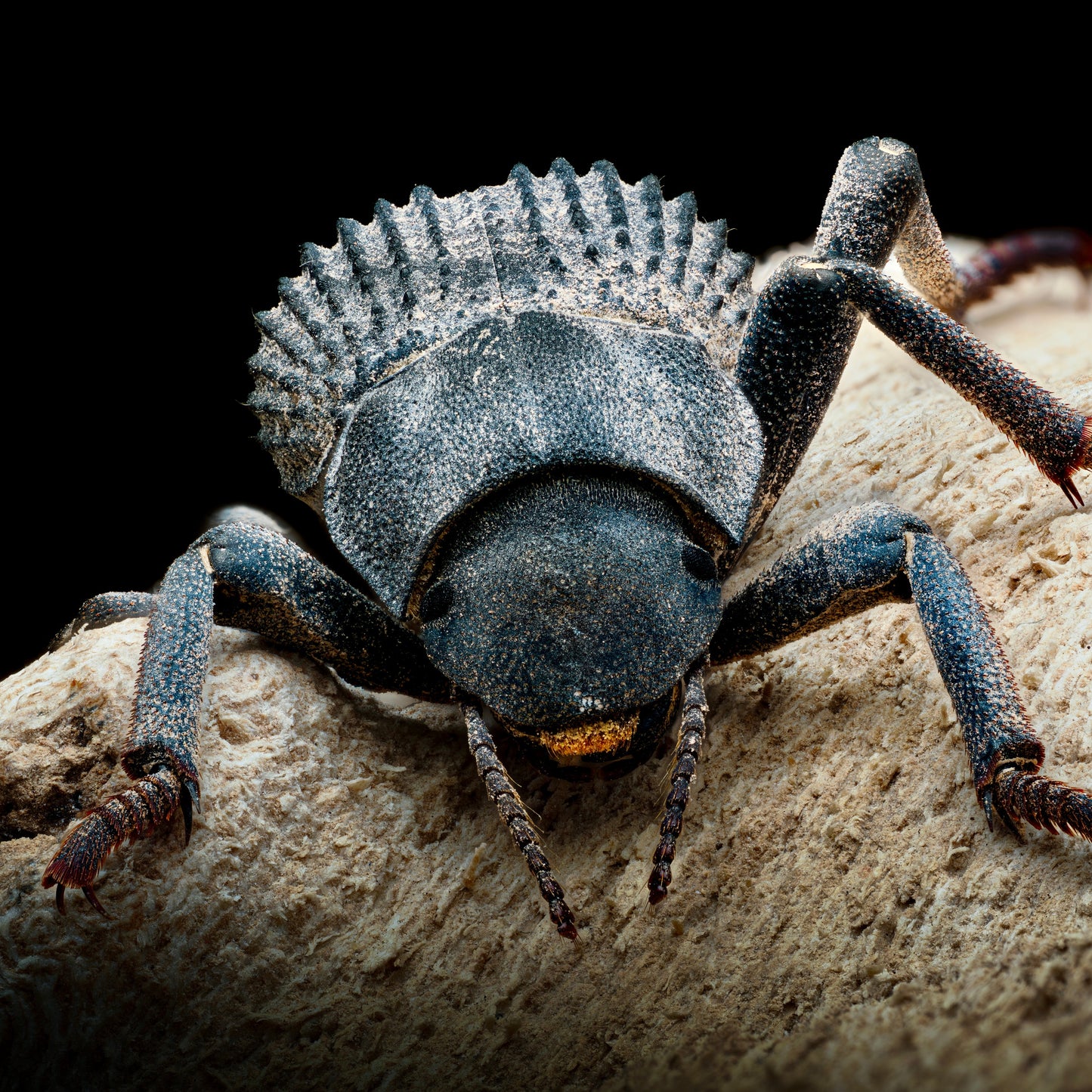 Asbolus verrucosus "Blue Death-feigning Beetle"