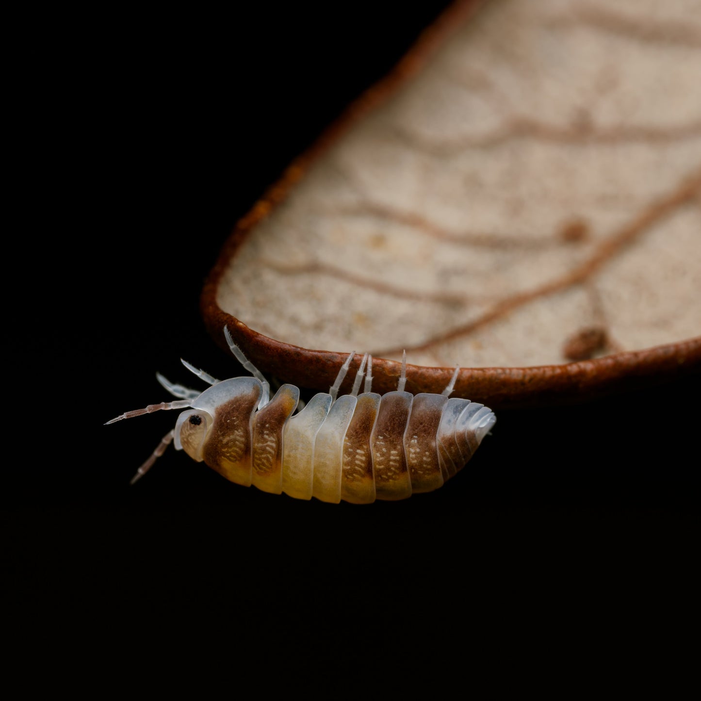 Cubaris sp "Cappucino"