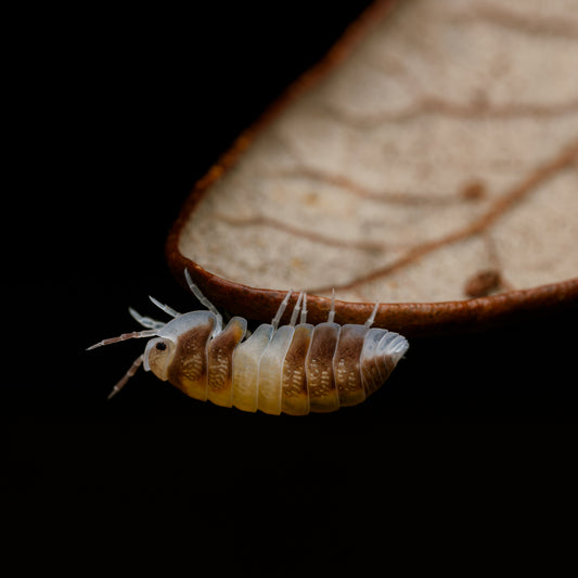 Cubaris sp "Cappucino"