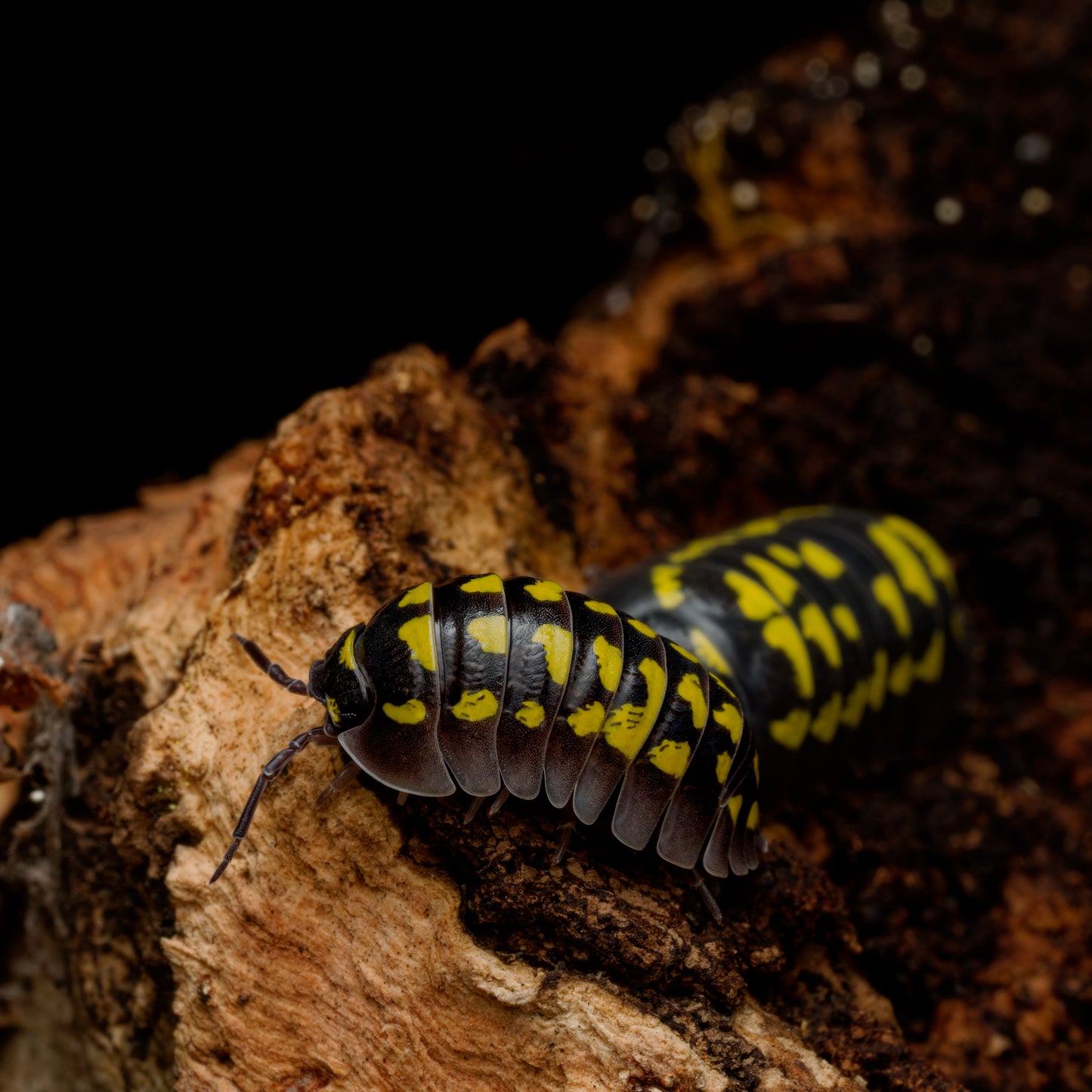 Armadillidium gestroi "Yellow Spotted"