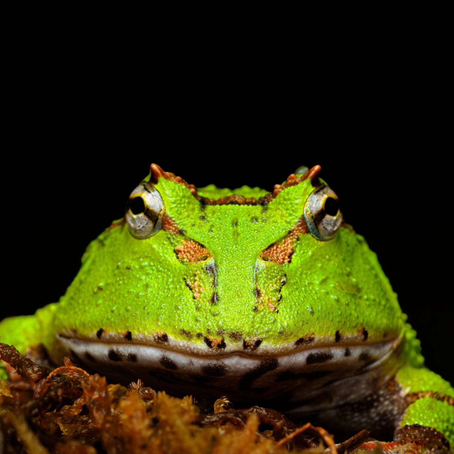 Ceratophrys sp. "Green Fantasy"