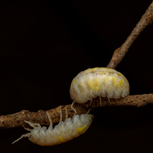 Armadillidium vulgare "Magic Potion"