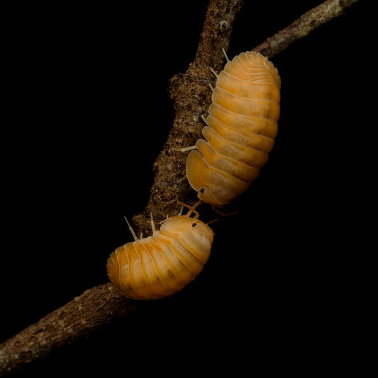 Cubaris sp "Orange Freezy"