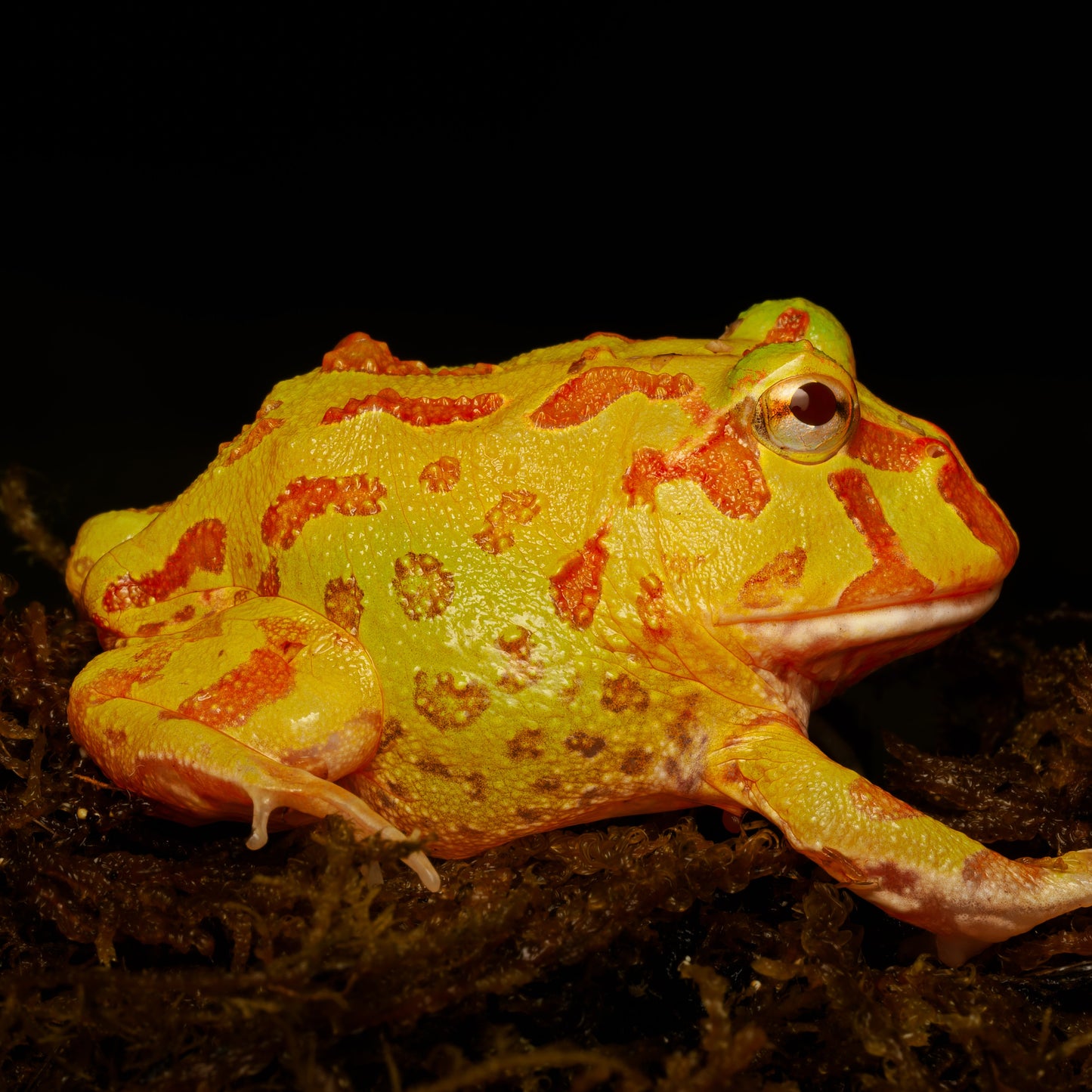 Ceratophrys cranwelli "Albino"