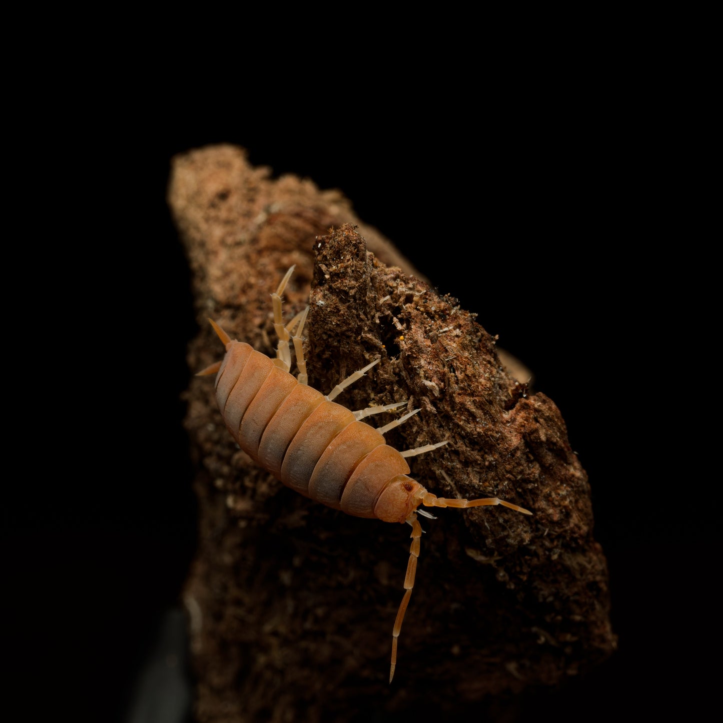 Porcellionides pruinosus "Powder Orange"