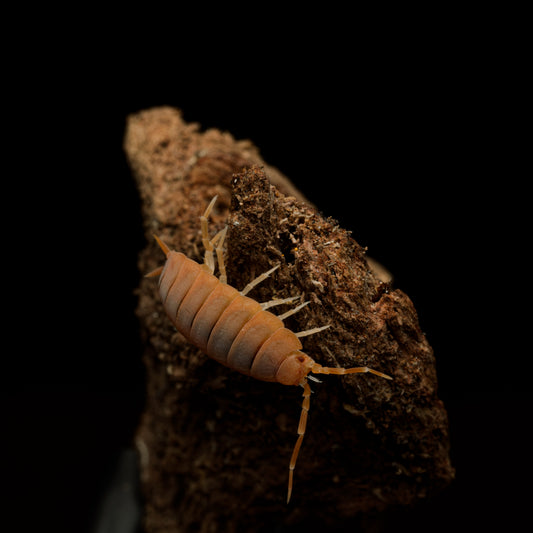 Porcellionides pruinosus "Powder Orange"
