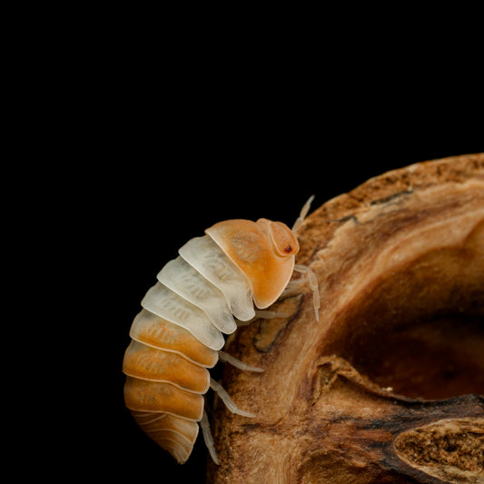 Cubaris sp "Red Panda"