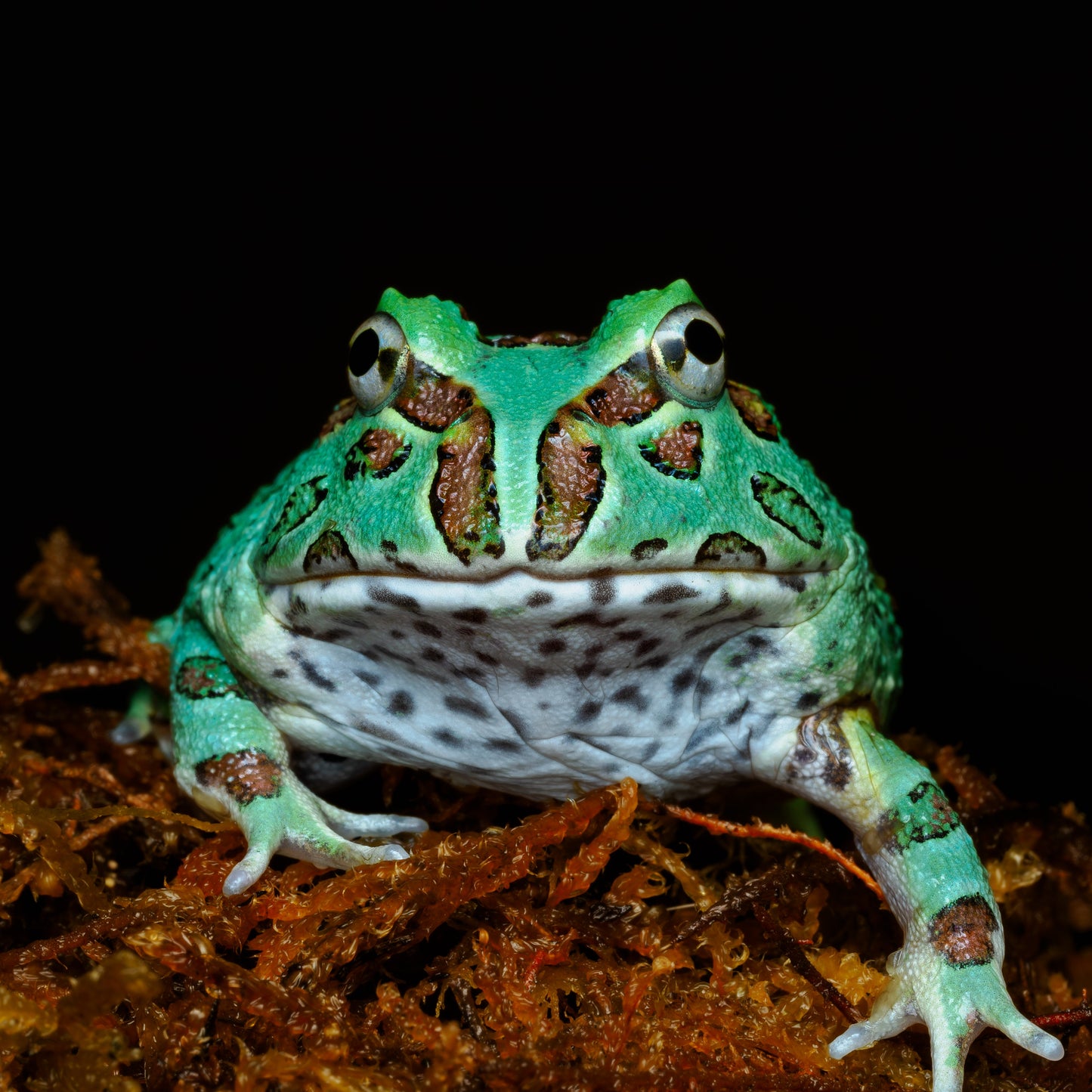 Ceratophrys cranwelli "Samurai Blue"