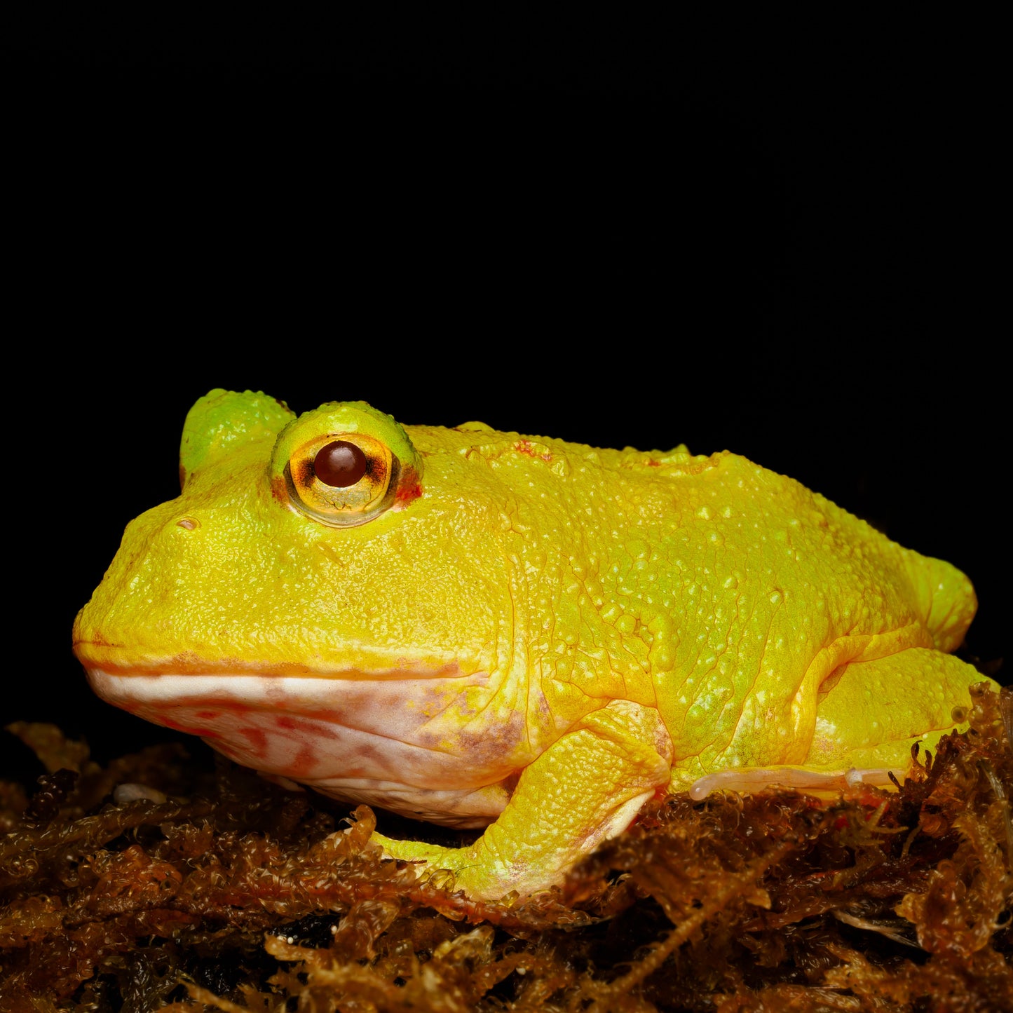 Ceratophrys cranwelli "Super Pikachu"
