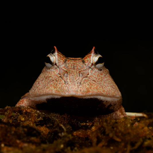 Ceratophrys cornuta "Surinam Horned Frog"