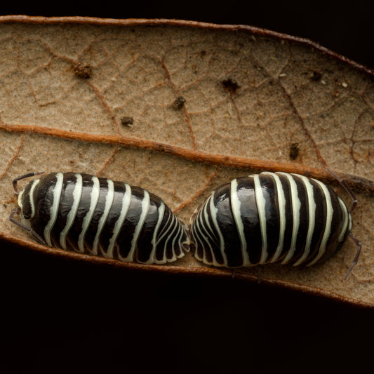 Armadillidium maculatum "Zebra"
